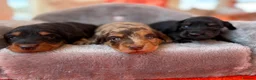 Miniature Dachshund dogs for sale: 5* KC Champion Blood Miniature Long Hair Dachshund - Advert 6