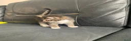 Mixed Breed cats for sale: maincoon x READY TO LEAVE - Advert 8