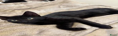 Black Male Kitten (Coal) 🖤