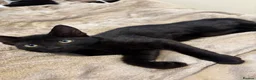 Mixed Breed cats for sale: Blue and Black Bonded Pair Male Kittens - Advert 18