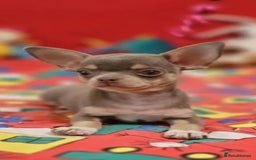 Chihuahua dogs for sale: Chihuahua chelate puppy - Image 2