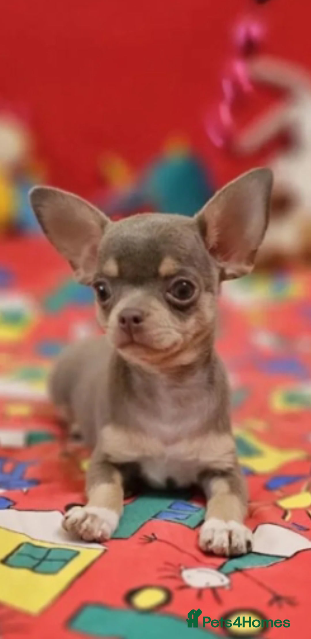 Chihuahua dogs for sale: Chihuahua chelate puppy - Image 2