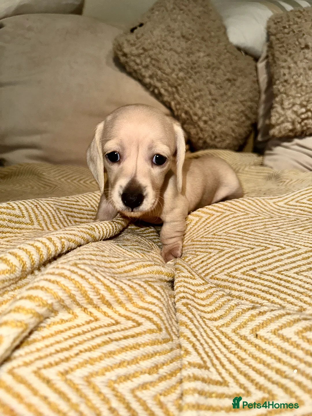 Miniature Dachshund dogs for sale: Cream miniature dachshunds-Petal’s Perfect Puppies - Advert 39