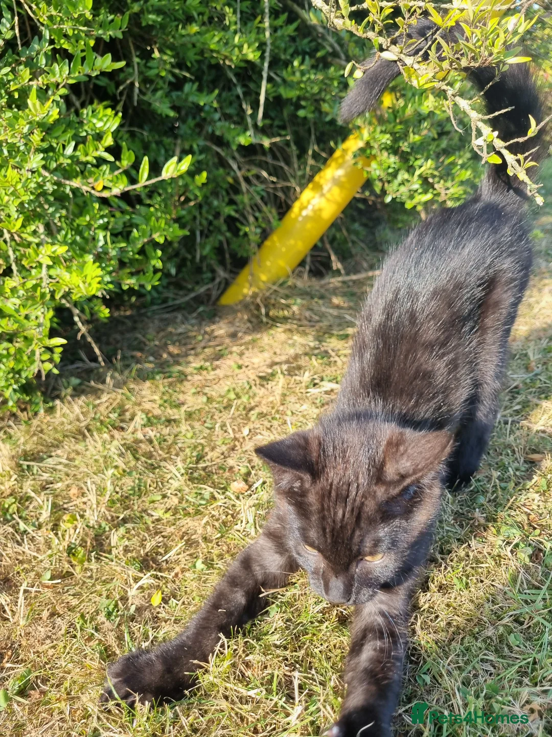 Bengal cats for sale: Male charcoal bengal cross kitten. - Advert 2