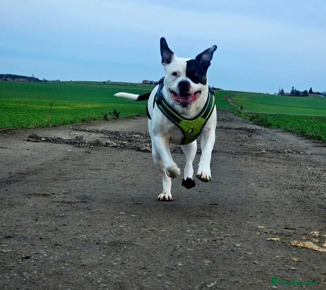 American Bulldog dogs 7year old American Bulldog  - Advert 1