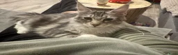 Maine Coon cats for sale: Maine Coon kittens TICA reg. Last girl  available  - Advert 4