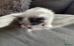 Mixed Breed cats for sale: We are all looking for homes soon - Image 5