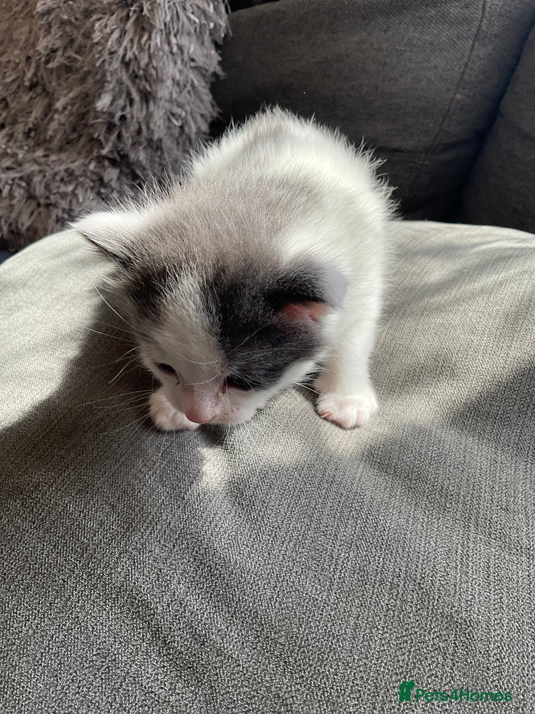 Mixed Breed cats for sale: We are all looking for homes soon - Image 5