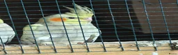 Cockatiels birds for sale: 6 baby cockatiels  - Advert 2
