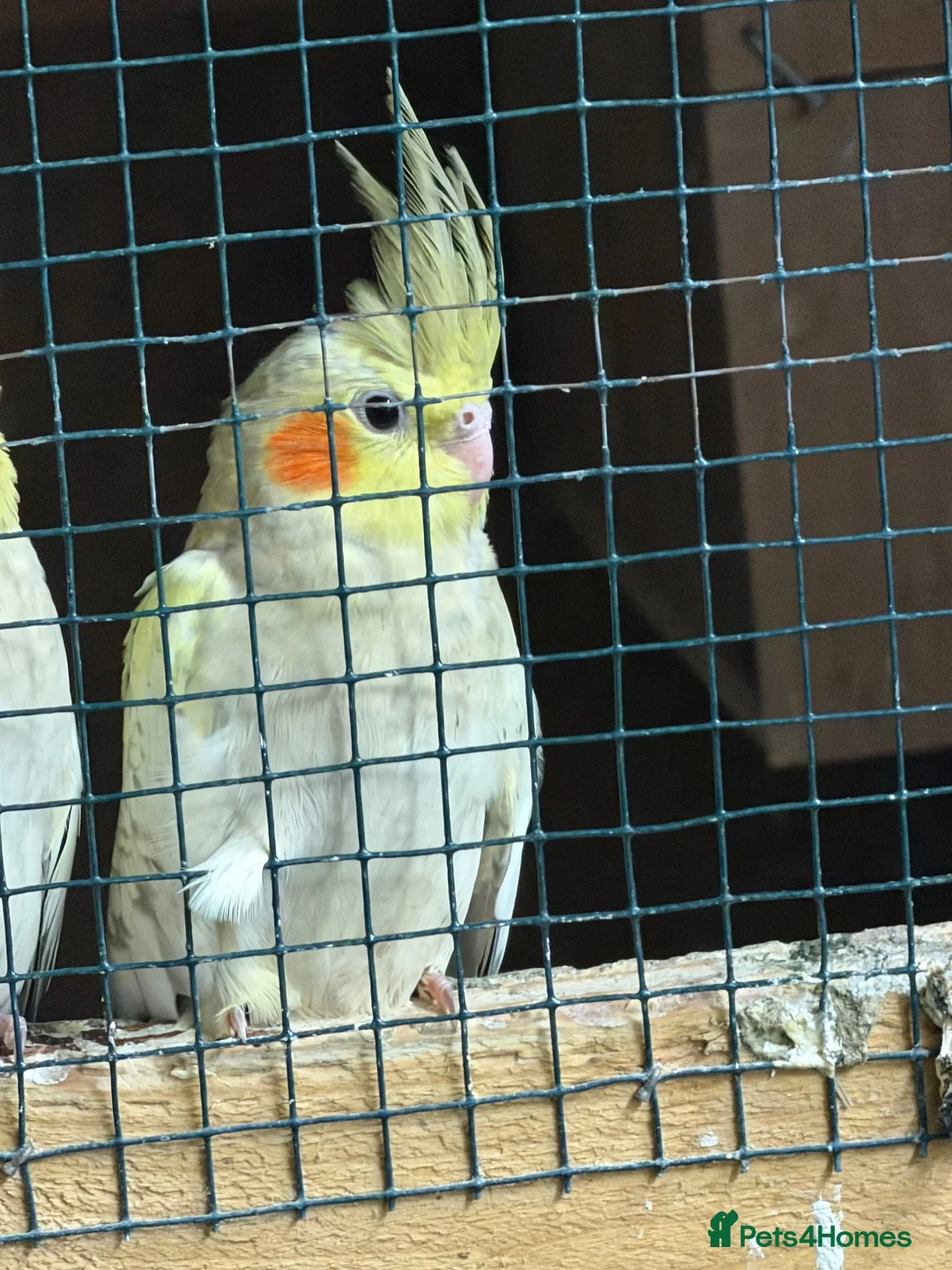 Cockatiels birds for sale: 6 baby cockatiels  - Advert 2