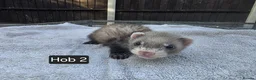 Ferret rodents for sale: New Kits Ready To Go  - Advert 15