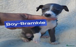 Mixed Breed dogs for sale: Italian Greyhound x Whippet puppies - Image 23