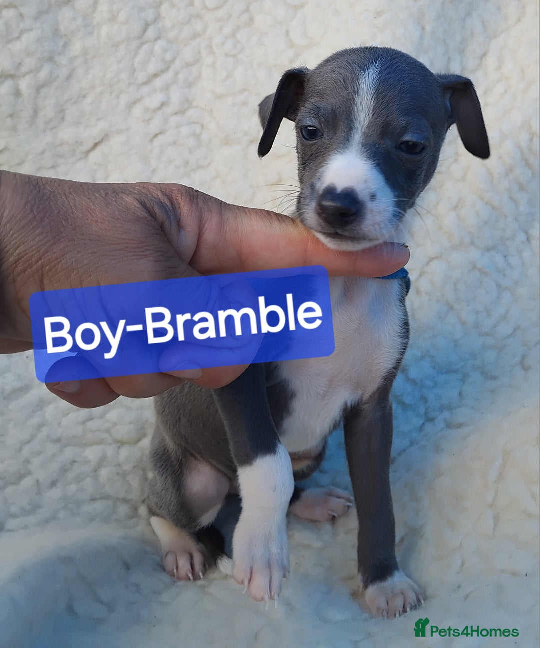 Mixed Breed dogs for sale: Italian Greyhound x Whippet puppies - Image 23