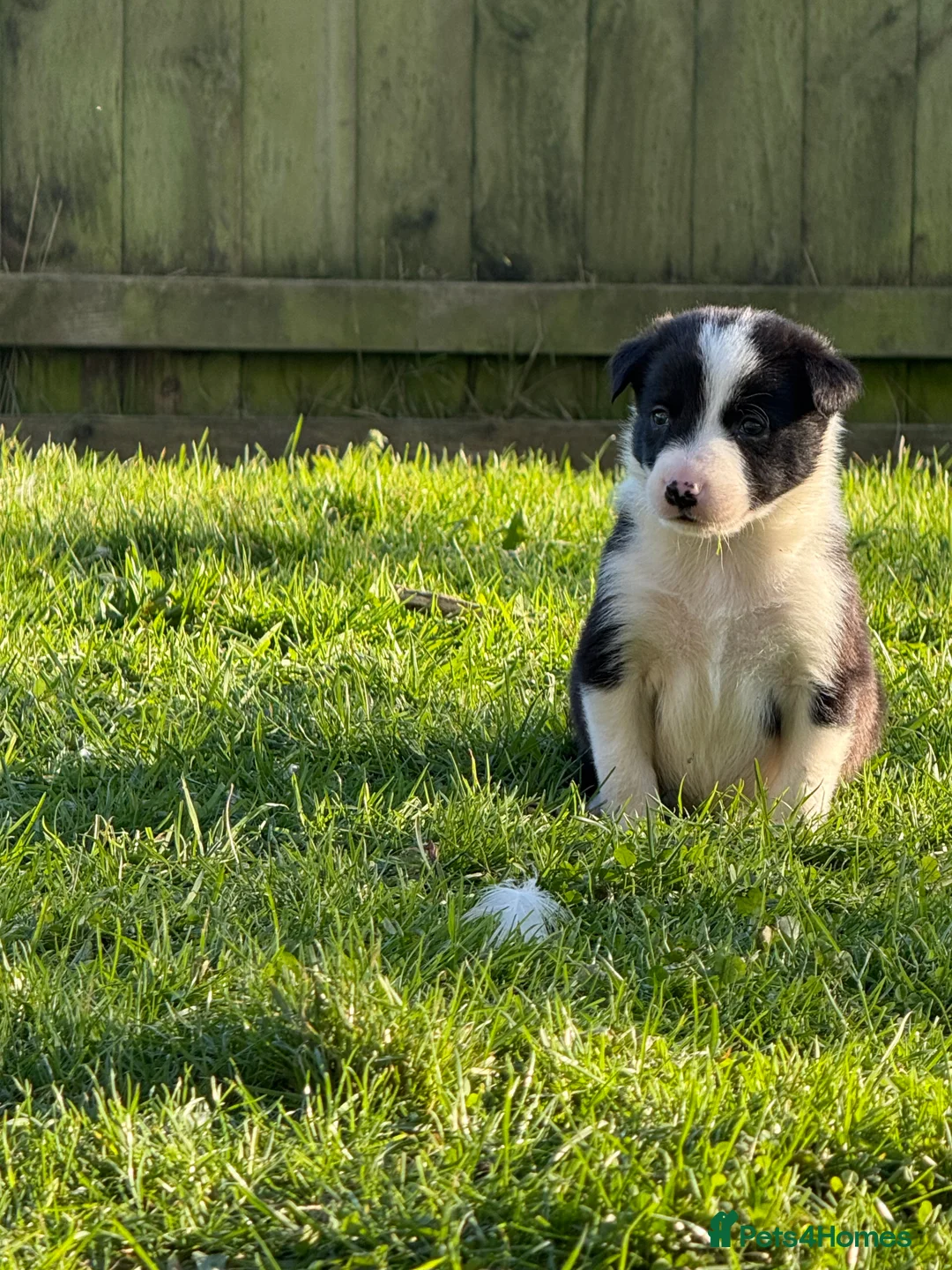 Border Collie dogs for sale: Border collie puppies seeking working/active homes - Advert 27