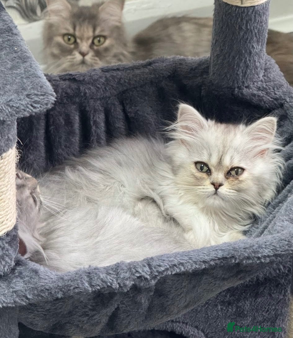 Persian cats Beautiful long haired Persian Kittens - Advert 2