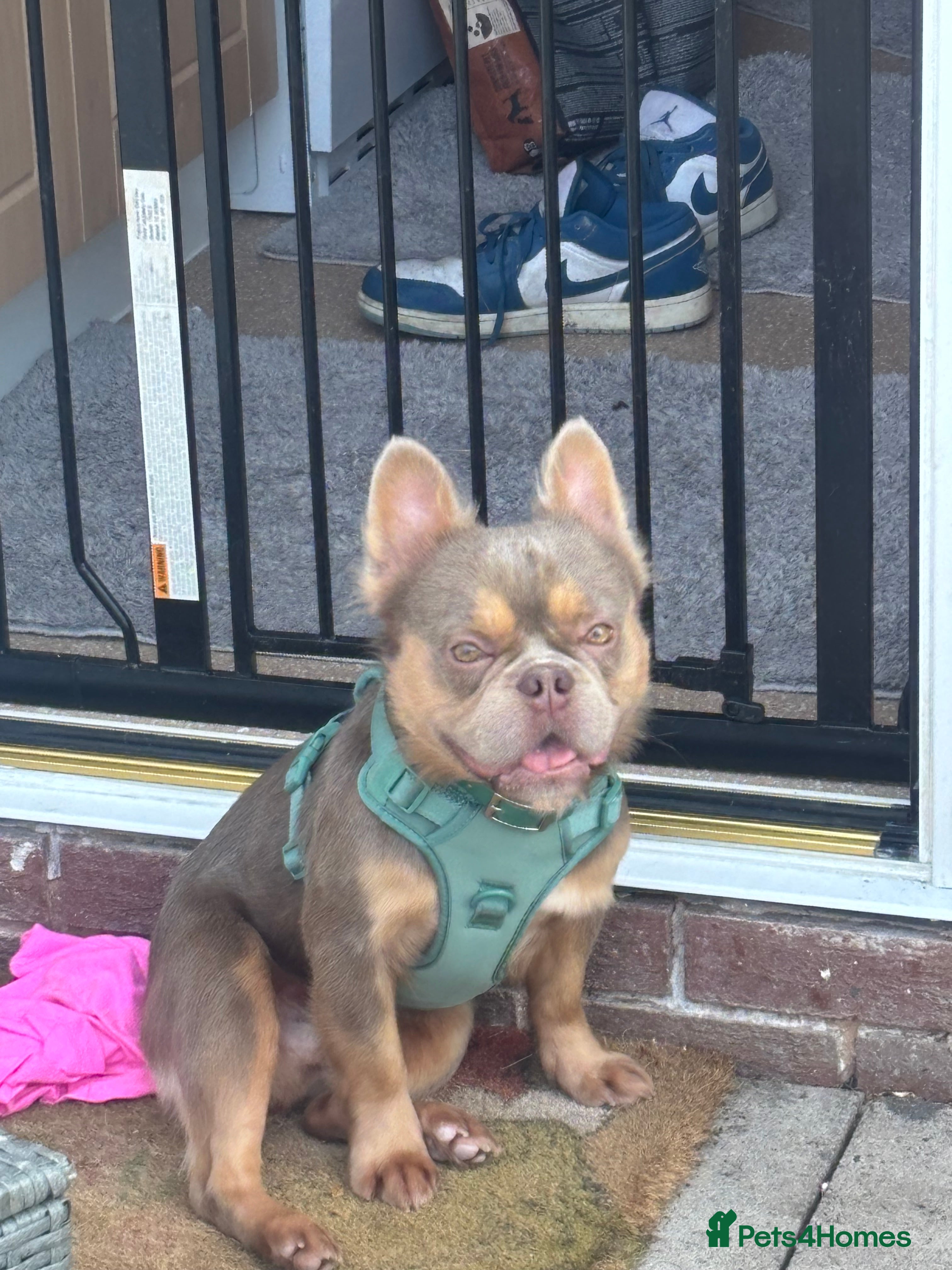 French Bulldog dogs Fluffy French bulldog (lion Maine) - Advert 12