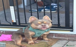 French Bulldog dogs for stud: Fluffy French bulldog (lion Maine) - Image 1