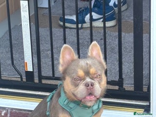 French Bulldog dogs for stud - Advert 1