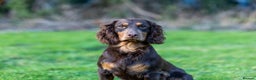 Cocker Spaniel dogs for stud: Working Chocolate & Tan Stud in Bedale - Advert 2