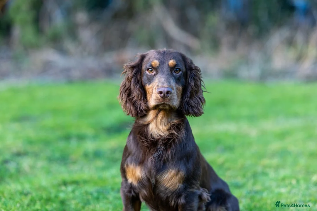 Cocker Spaniel dogs for stud: Working Chocolate & Tan Stud in Bedale - Advert 2