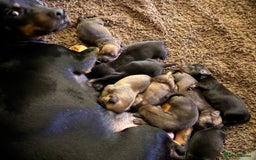 Miniature Dachshund dogs for sale: Miniature Smooth-Haired Dachshund  - Image 1