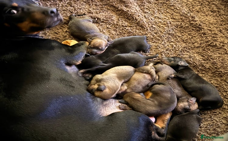 Miniature Dachshund dogs - Advert 15