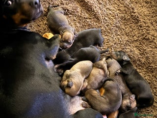 Miniature Dachshund dogs - Advert 1