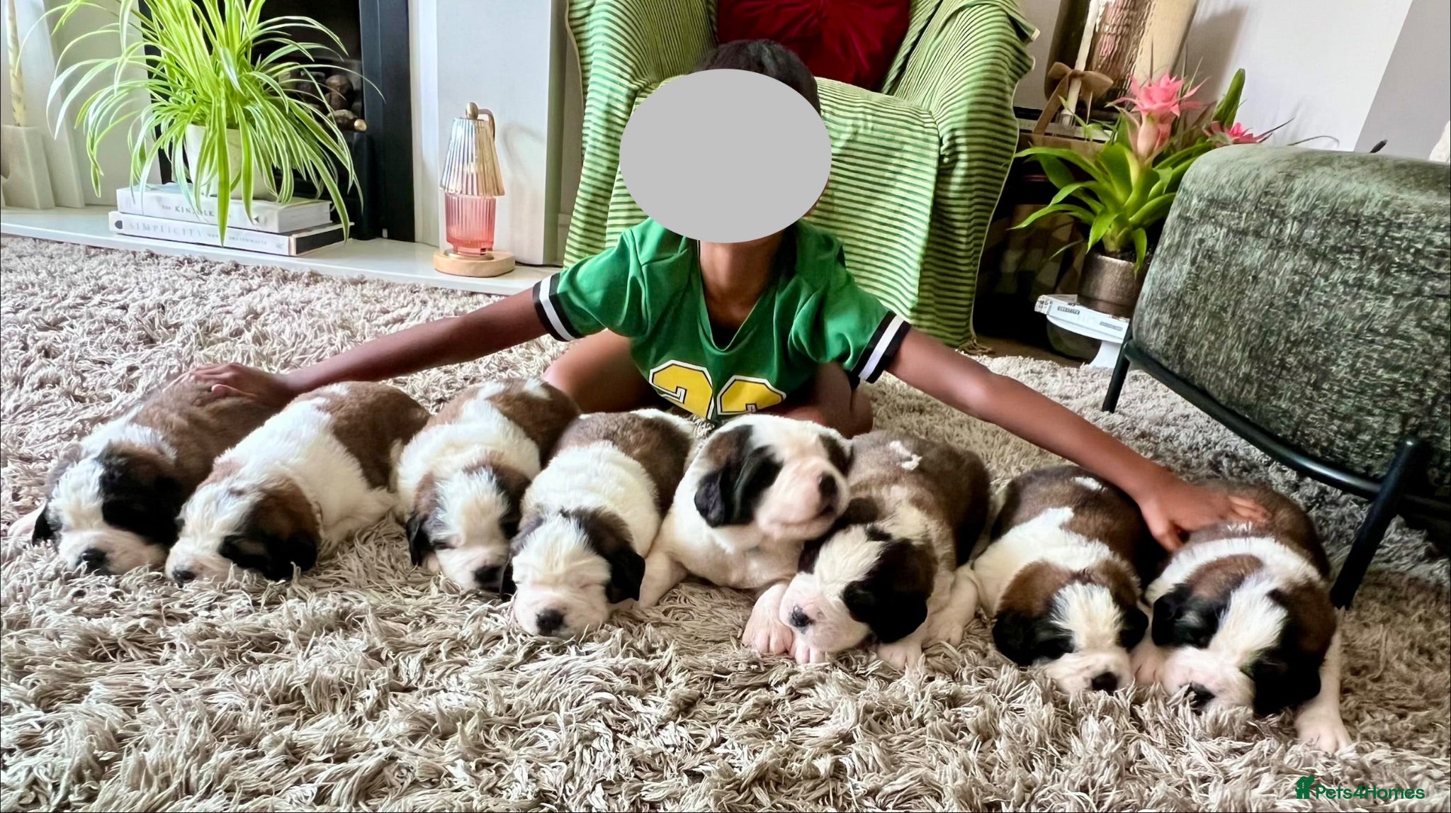 Saint Bernard dogs Beautiful KC registered show quality Puppies.  - Advert 1