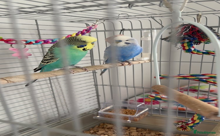 Budgerigars birds - Advert 7