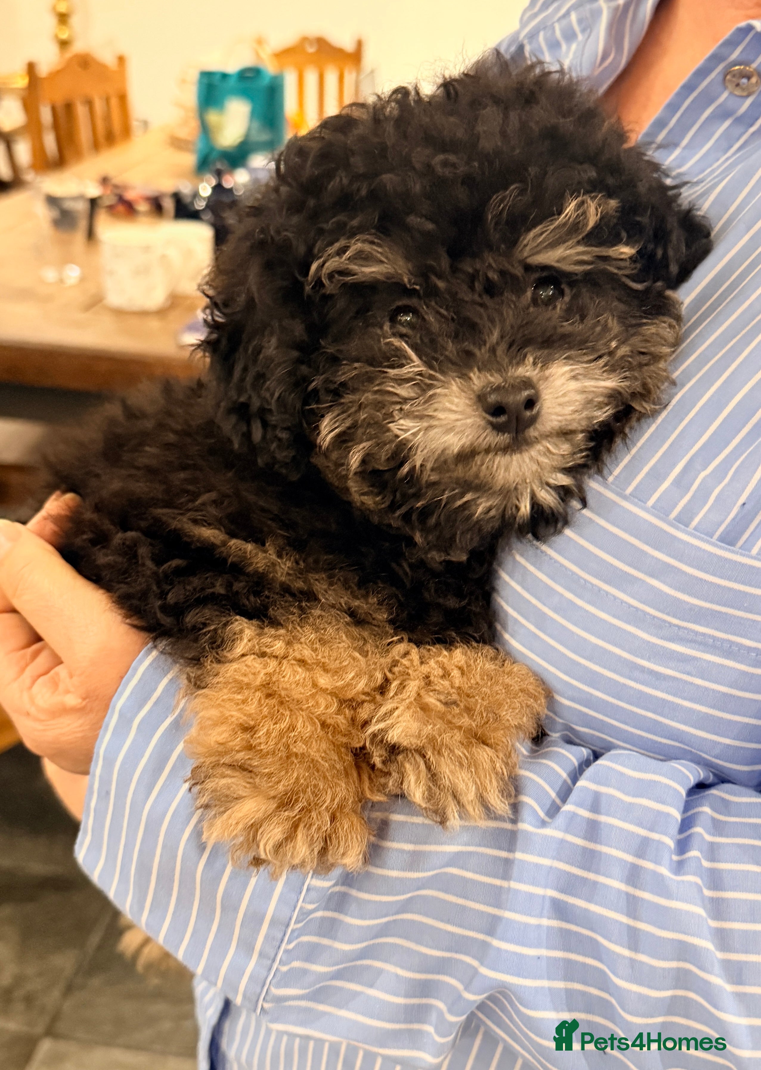 Toy Poodle dogs Beautiful KC Phantom Poodle Boy - Advert 3