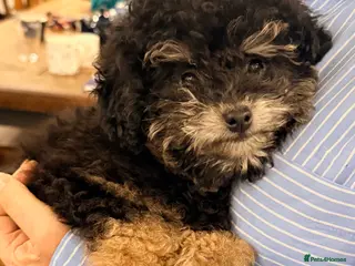 Toy Poodle dogs Beautiful KC Phantom Poodle Boy - Advert 2