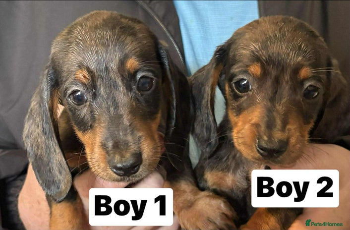 Dachshund dogs - Advert 1