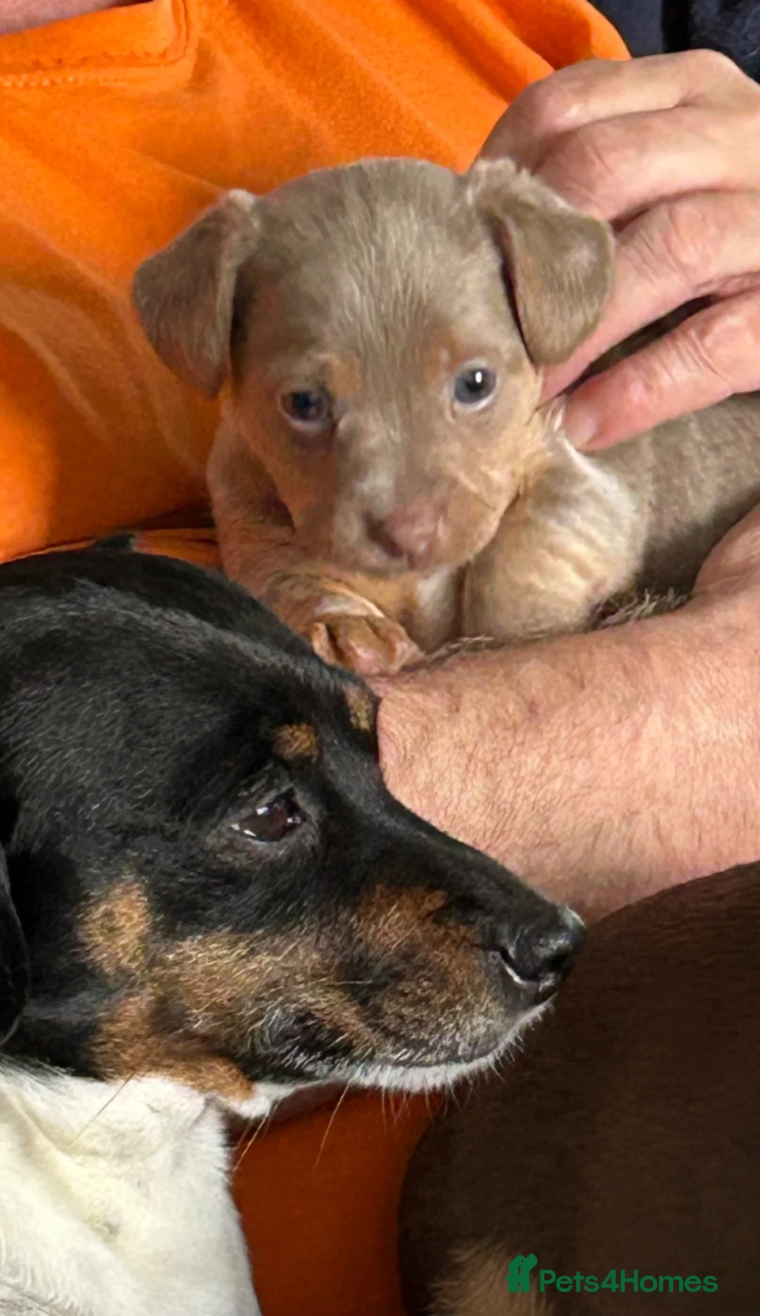Jack Russell dogs for sale: Stunning miniature jack Russell puppy - Advert 1