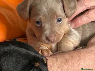 Jack Russell dogs Stunning jack Russell pups - Advert 5