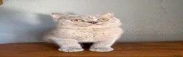 British Shorthair cats for sale: TICA British Shorthair  - Advert 15