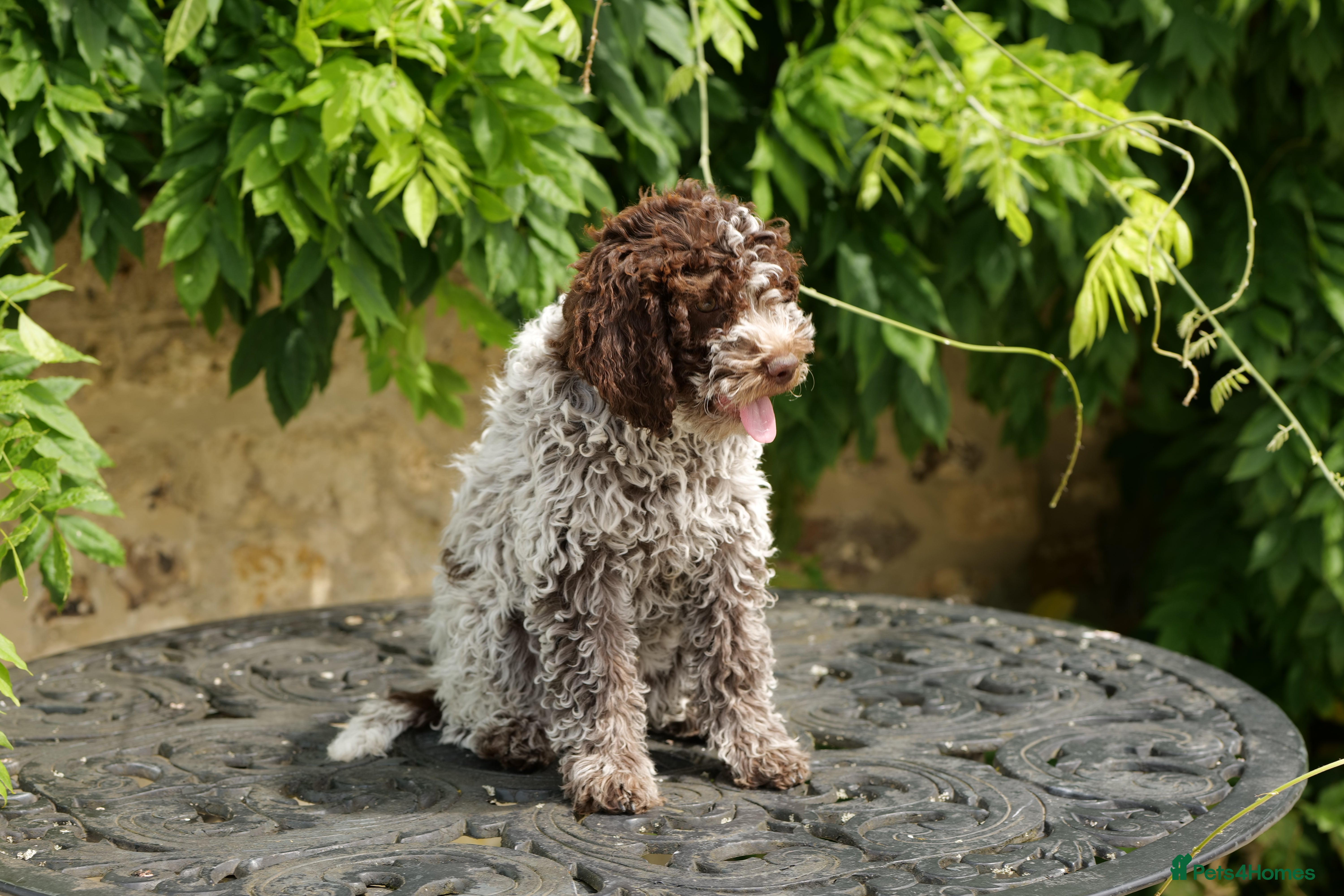 Lagotto Romagnolo dogs Lagotto Romagnolo - Advert 2