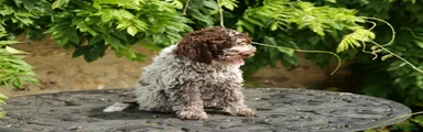 Lagotto Romagnolo Puppy 6