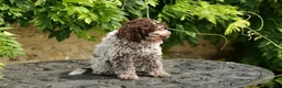 Lagotto Romagnolo dogs for sale: Lagotto Romagnolo - Advert 2