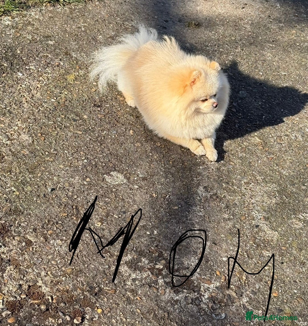 Pomeranian dogs for sale: Fluffy Pomeranian Boys Full of Love  - Advert 10