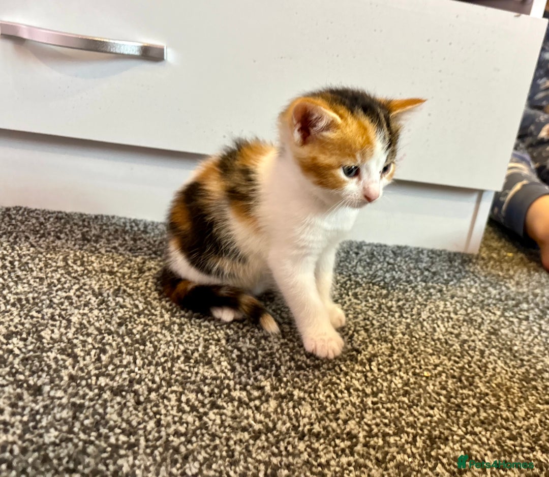 Mixed Breed cats for sale: 5 beautiful kittens for sale  - Image 12