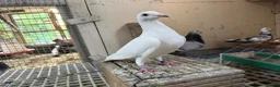 Pigeons birds for sale: Quality 2025 /6 Racing Pigeons Available - Advert 3