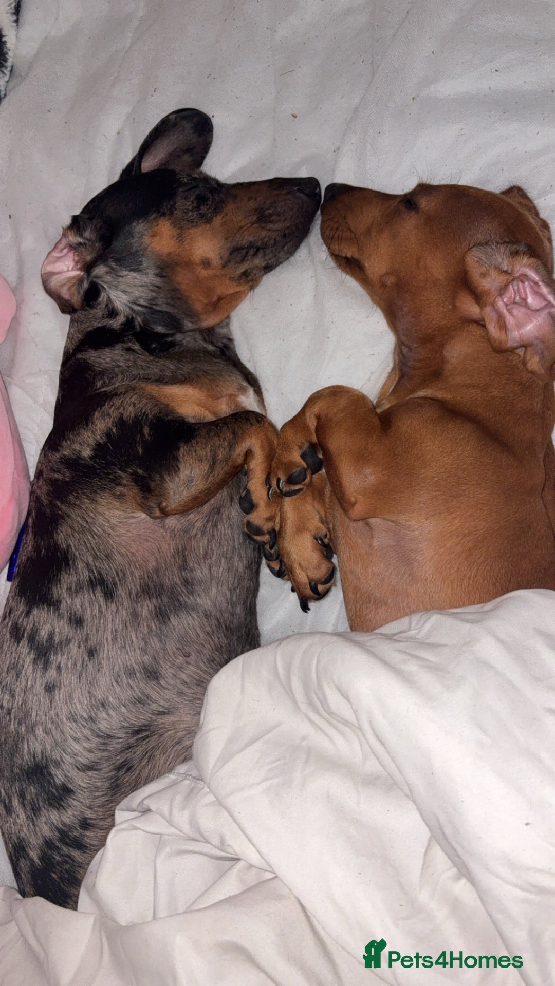 Dachshund dogs for sale: Daisy & poppy  - Advert 2