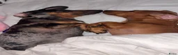 Dachshund dogs for sale: Daisy & poppy  in Milton Keynes - Advert 1