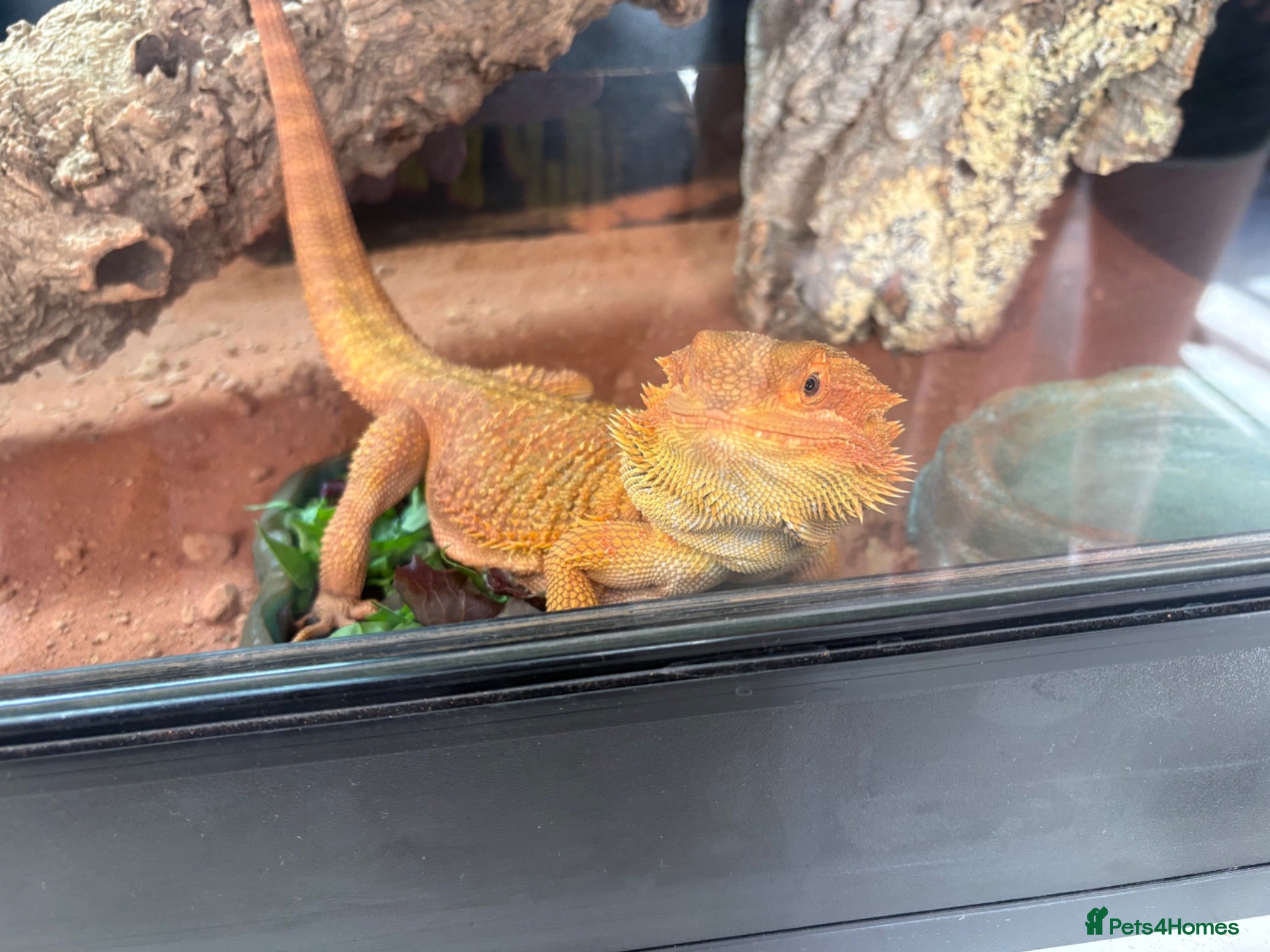 Bearded Dragon reptiles 11-Month-Old Bearded Dragon with Full Setup - Advert 1
