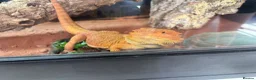 Bearded Dragon reptiles for sale: 11-Month-Old Bearded Dragon with Full Setup in Gravesend - Advert 1
