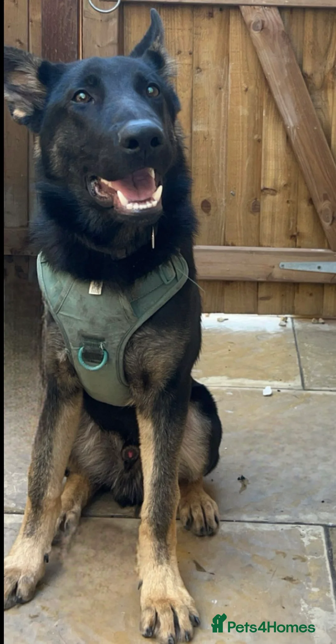 German Shepherd dogs for sale: German Shepard male  in Chesterfield - Advert 2