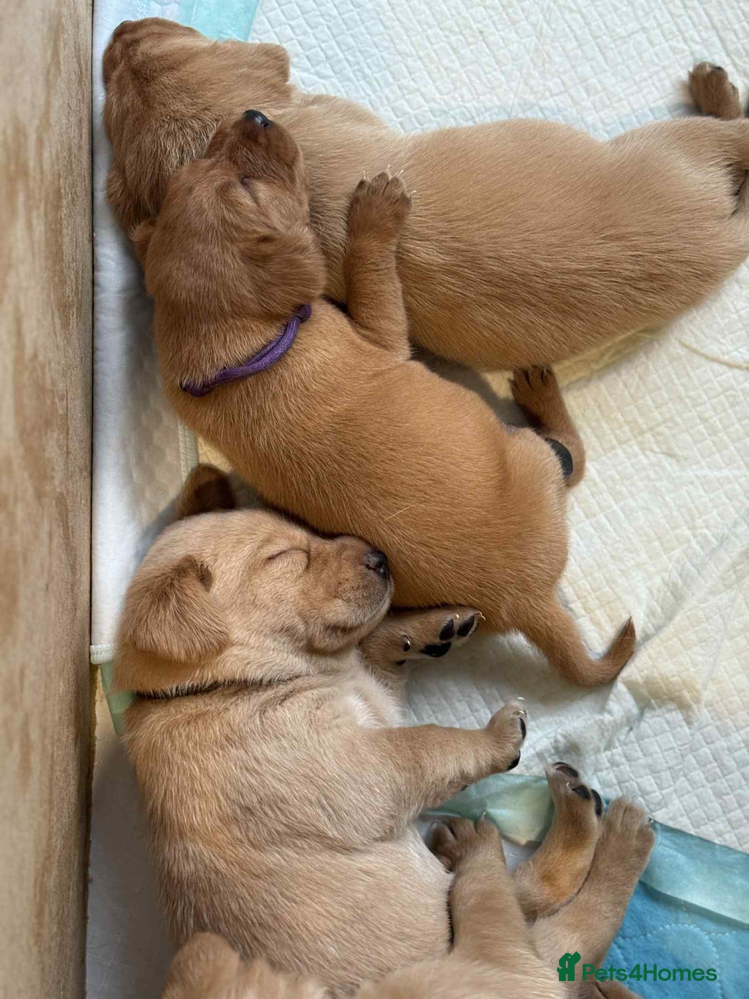 Labrador Retriever dogs for sale: Dudley Fox Red Labradors with FTCH in lineage - Advert 2