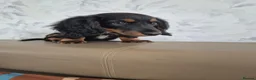 Miniature Dachshund dogs for sale: Beautiful Miniature Dachshund Ready to leave!♥️💙 - Advert 6