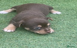 Mixed Breed dogs for sale: Jack Russell  - Image 2