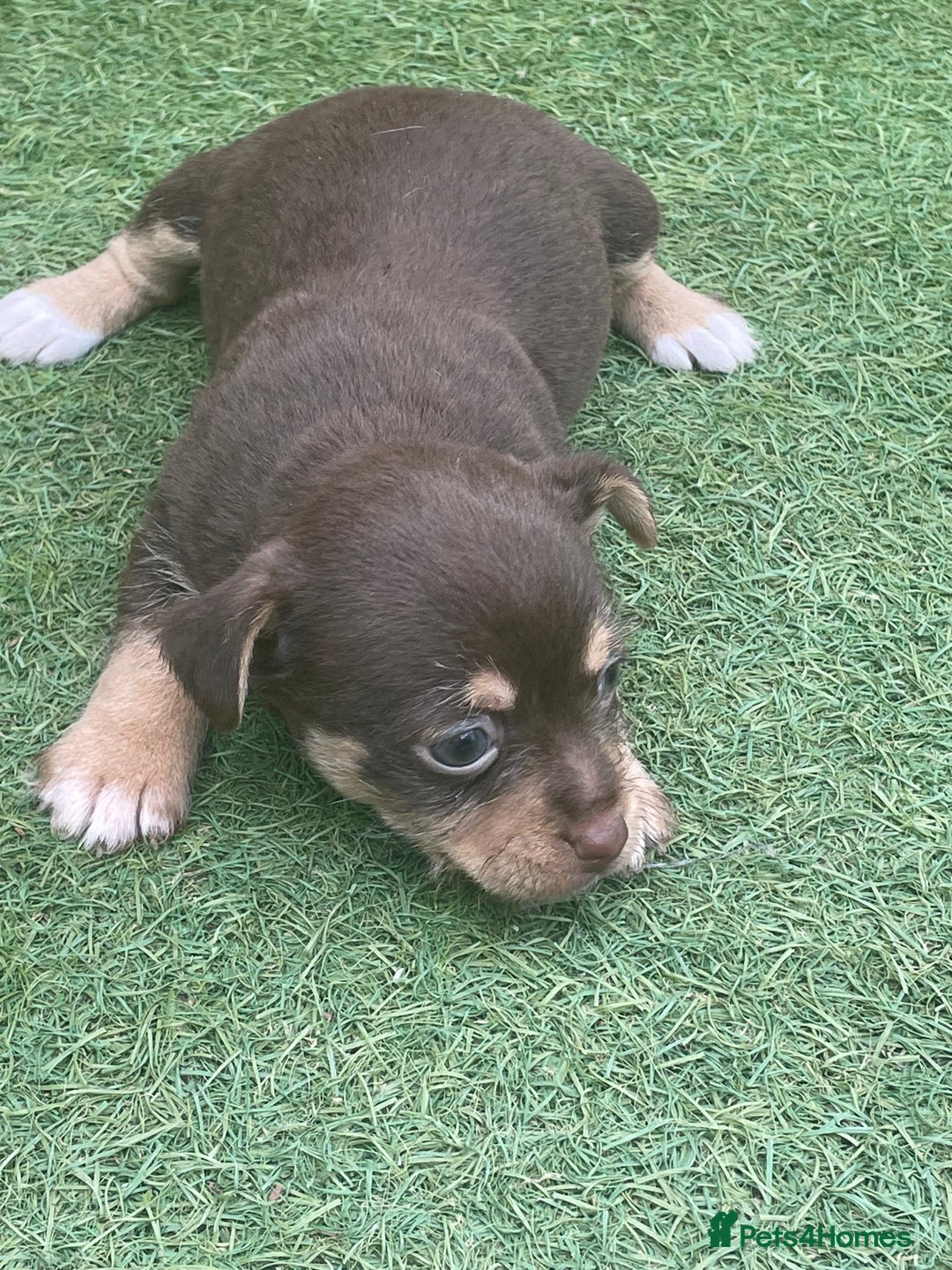 Mixed Breed dogs for sale: Jack Russell  - Image 2